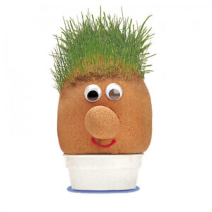 Grow your own Grasshead
